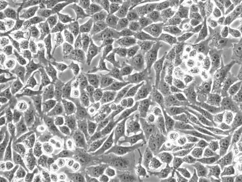A375 Cells representative image