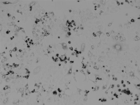 Tyrosinase representative image