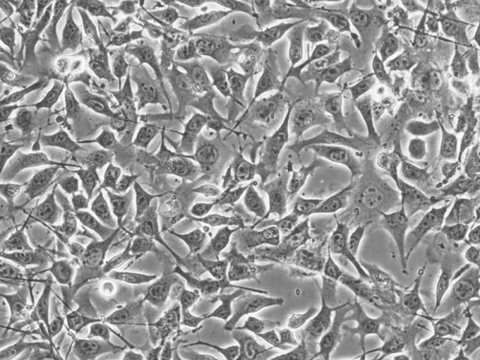 B16F10 Cells representative image