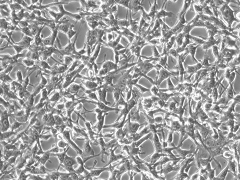 CT26.WT Cells representative image