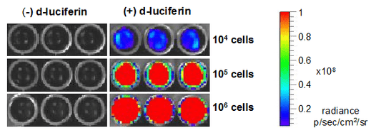4T1-Fluc-Neo