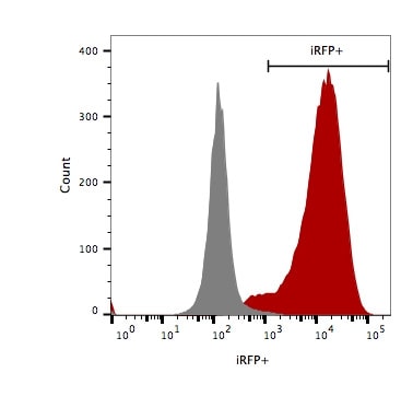 LV-iRFP-P2A-Puro