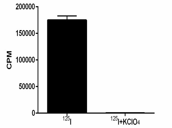 LV-EF1α-rhesusNIS-PGK-Puro