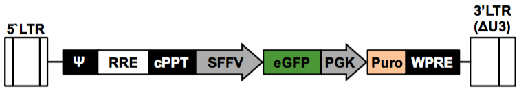 LV-eGFP-PGK-Puro