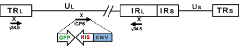 HSV oncolytic reporter gene NIS GFP Imanis