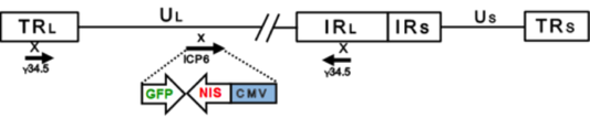 HSV oncolytic reporter gene NIS GFP Imanis