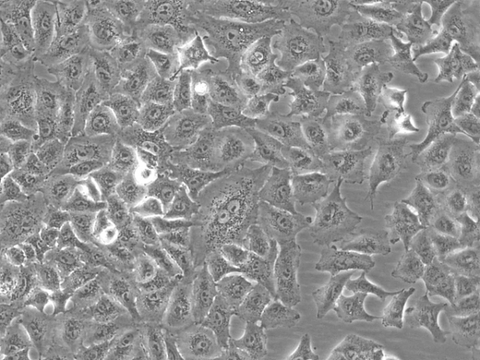 A549 Cells representative image