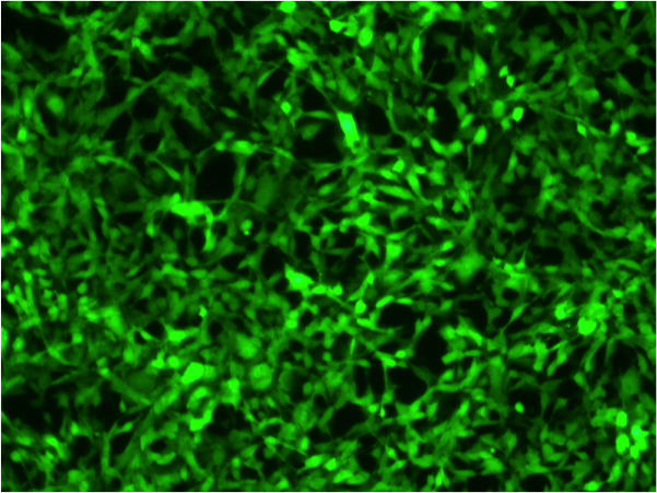 Fluorescent Proteins