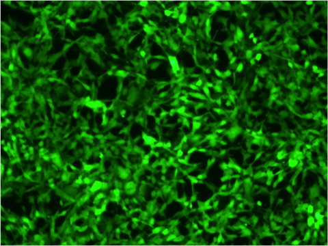 Fluorescent Proteins representative image