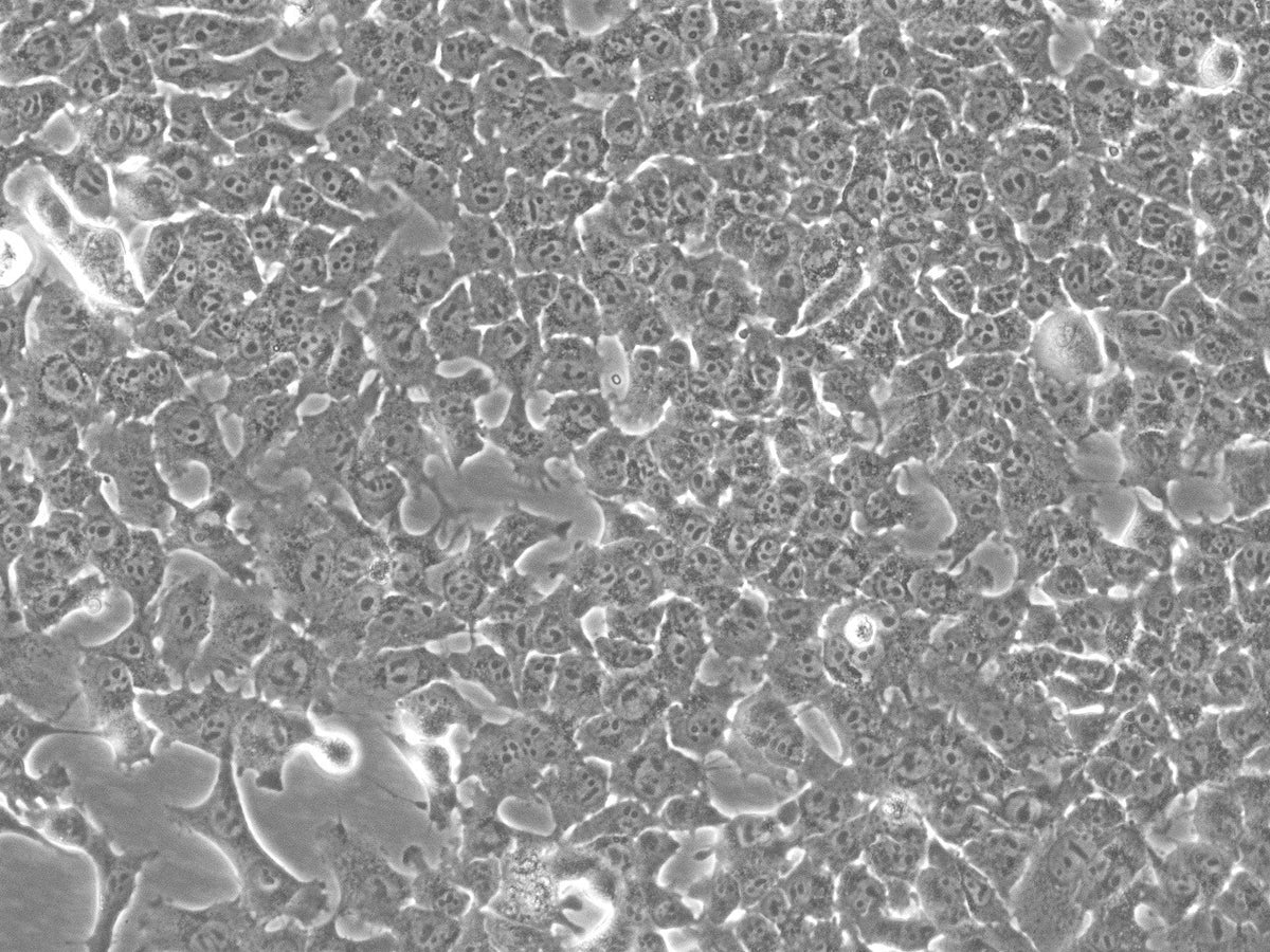 Hepa1-6 Cells