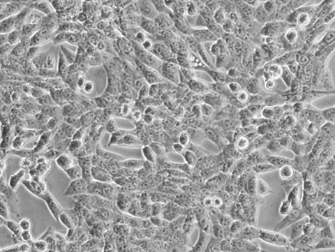 LL/2 Cells representative image