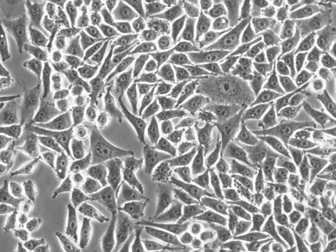 Mel624 Cells representative image