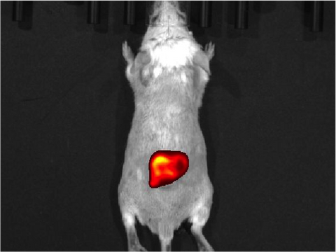 Near-infrared Fluorescent Protein representative image