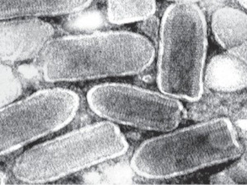 Vesicular Stomatitis Virus