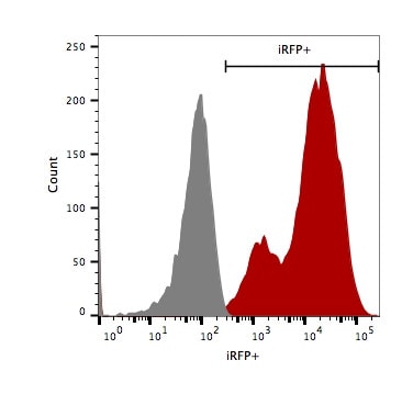4T1-mNIS-Neo/iRFP-Puro