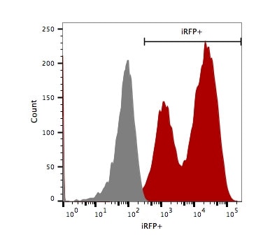 4T1-Fluc-Neo/iRFP-Puro
