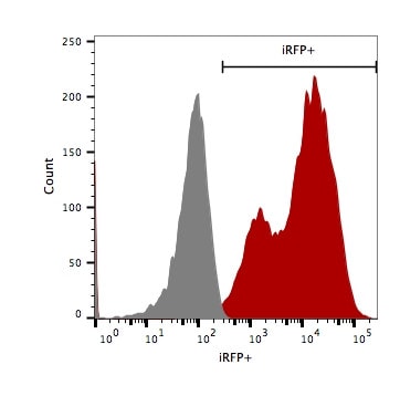 4T1-iRFP-Puro