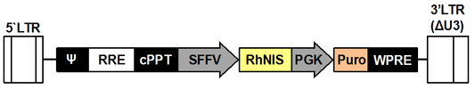 LV-rhesusNIS-PGK-Puro