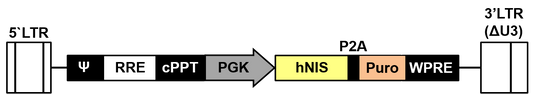 LV-PGK-humanNIS-P2A-Puro