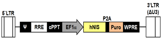 LV-EF1α-humanNIS-P2A-Puro