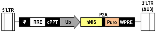 LV-Ub-humanNIS-P2A-Puro