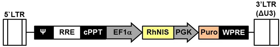 LV-EF1α-rhesusNIS-PGK-Puro