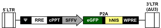 LV-eGFP-P2A-humanNIS
