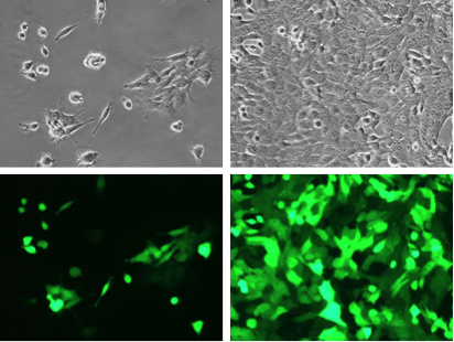 4T1-Fluc-Neo/eGFP-Puro