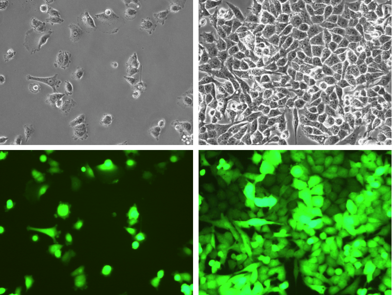 200x cell morphology photos
