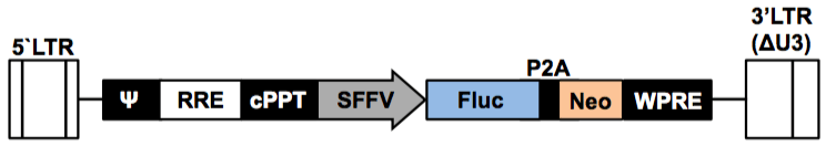 LV-Fluc-P2A-Neo