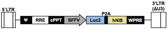LV-Luc2-P2A-humanNIS