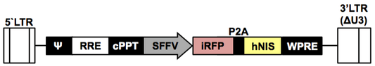 LV-iRFP-P2A-humanNIS