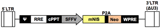 LV-mouseNIS-P2A-Neo