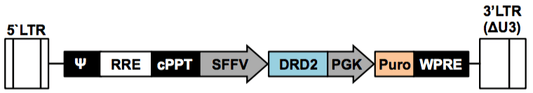LV-DRD2-PGK-Puro