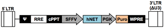 LV-hNET-PGK-Puro