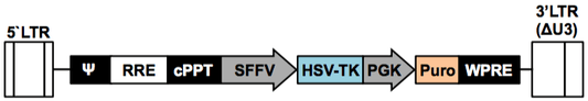 LV-HSVTK-PGK-Puro