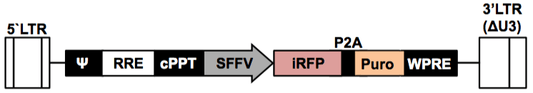 LV-iRFP-P2A-Puro