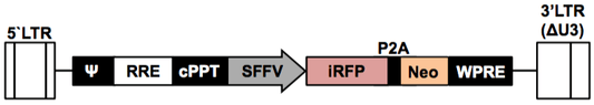 LV-iRFP-P2A-Neo