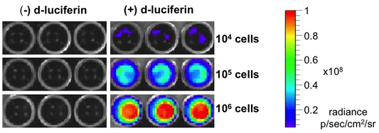 4T1-Fluc-Neo/iRFP-Puro